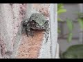 Frog eats an earwig, wipes his mouth, smiles at the camera