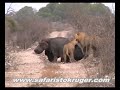 Kruger Lions Kill Hippo (not for sensitive viewers)