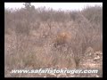 Kruger Lions Kill Hippo (not for sensitive viewers)