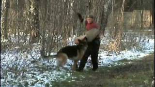 Немецкая овчарка Дэйв. Лобовая атака. 2005 год