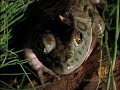 Bullfrog Hunts...Anything!