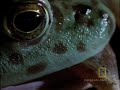 Bullfrog Hunts...Anything!