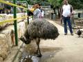 Разведение страусов: Страус