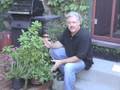 SimpleGuides™ Tip #96 - Cheap Patio Garden Ideas