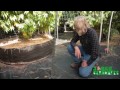 Hoop House for Monster Outdoor Plants!