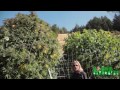 Hoop House for Monster Outdoor Plants!