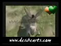 Punjabi Totay Bolan Wala Khota