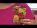 Flower Gardens : How to Grow Pot Marigold (Calendula Officinalis)