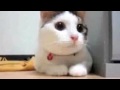 Supercats ?The Funniest Cat Video!