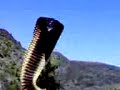 biggest cobra in the world in saudi arabia