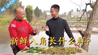 厨师长分享：“新鲜八角”的原始样子，四伯连说没见过，大家来看看见没见过！" aria-describedby="description-id-788684