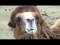 フタコブラクダ 天王寺動物園 Bactrian Camel Tennoji zoo in Japan