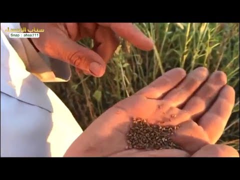 السمسم الحساوي الاغلى بالعالم!! زراعة السمسم بالاحساء | سناب الاحساء - صوت وصوره لايف