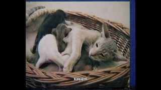 Сиамские и ориентальные кошки