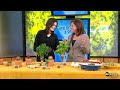 Top 10 Herbs and Spices - ABC News