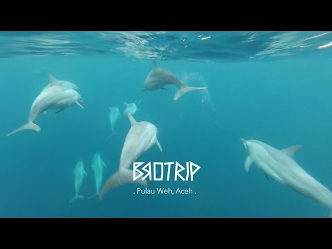 DOLPHINS AT PULAU WEH