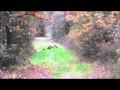 My daughter watching wild turkey eat our deer corn | My daughter gets excited about seeing some wild turkey eat our deer corn while we are deer hunting. This was her first deer hunting trip this season (her big ...