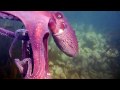 octopus steals my video camera and swims off with it (while it's Recording)
