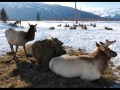Ennio Morricone - The Mission ( Nature -Relaxation )