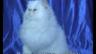 Персидская кошка колор-пойнт пит. Сан-Эжени - Himalayan cat PCA