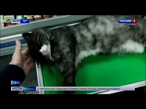В кузбасском магазине крепко спит кот Пиночет
