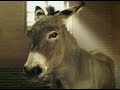 Budweiser Commercial - Clydesdales Donkey