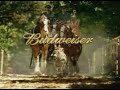 Budweiser Commercial - Clydesdales Donkey