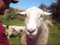 funny New Zealand sheep and dog playing.