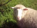 funny New Zealand sheep and dog playing.