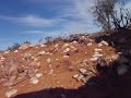 digging 1 ounce gold nugget.. hunting for gold, gold mining, minelab