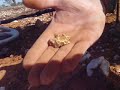digging 1 ounce gold nugget.. hunting for gold, gold mining, minelab