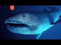 25 Most Terrifying Sea Creatures
