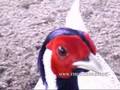 Разведение фазанов: Silver Pheasant(Серебряный фазан)