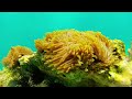 Snorkeling in Zanzibar. Island Mnemba. Tanzania. GoPro Hero 2.