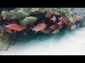 Snorkeling in Zanzibar. Island Mnemba. Tanzania. GoPro Hero 2.