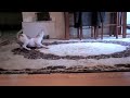 Puppy vs. Robot Crab