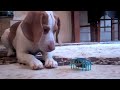 Puppy vs. Robot Crab