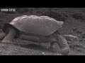 Funny Talking Animals - Walk On The Wild Side Preview - BBC One
