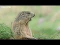 Funny Talking Animals - Walk On The Wild Side Preview - BBC One