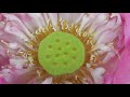 Room Tour (Thapae Garden Guesthouse Chiang Mai)