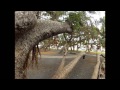 Banyon Tree's of Maui
