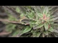 Jorge Cervantes Medical Marijuana Outdoor Gardens Tour 10lb+ MEGA Plants!!.flv