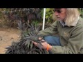 Jorge Cervantes Medical Marijuana Outdoor Gardens Tour 10lb+ MEGA Plants!!.flv