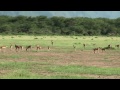 Safari in Kenya and Tanzania
