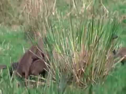 honey badger vs snake. Mongoose vs lions, mongoose