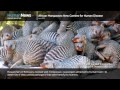 Science Bulletins: African Mongooses—New Carriers for Human Disease