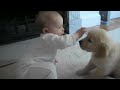 Baby and Puppy meet for the first time!