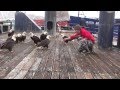 Fisherman Feeds Bald Eagle