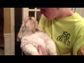 Candidates for 2012 – Dog HATES