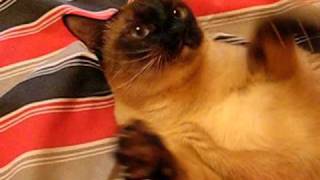 видео2 сиамский кот